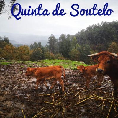 Quinta de Soutelo